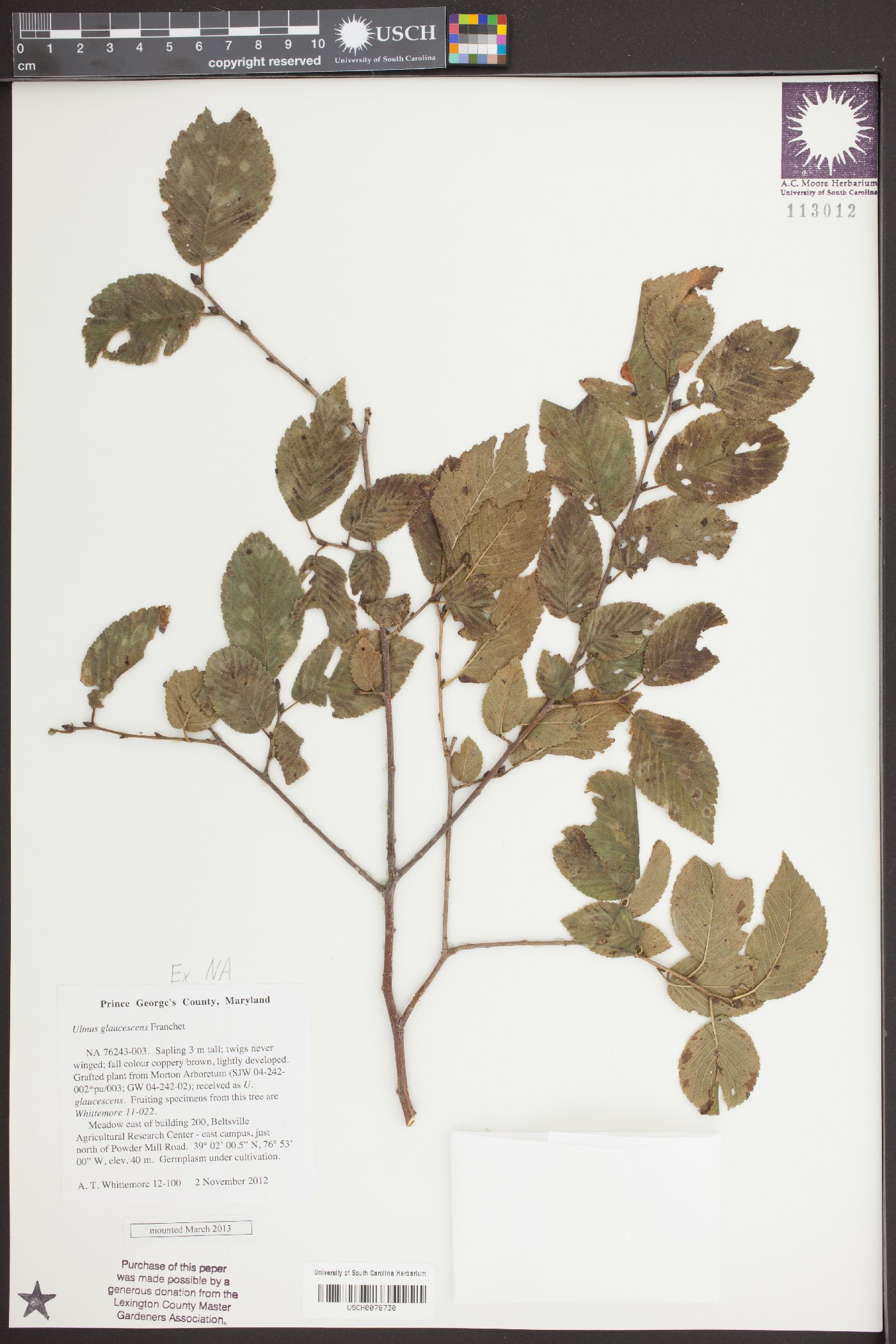 Ulmus glaucescens image