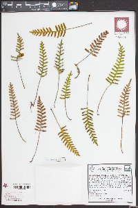 Pleopeltis polypodioides subsp. michauxiana image
