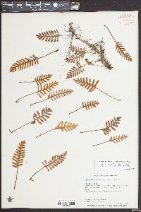 Pleopeltis polypodioides image