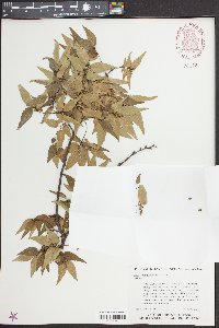 Zelkova serrata image