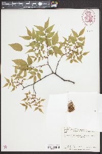 Zelkova serrata image