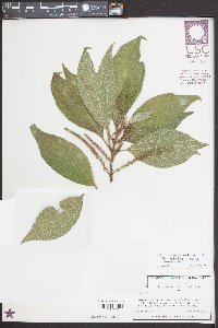 Boehmeria nivea image