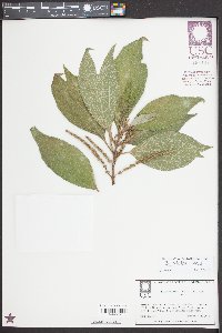 Boehmeria nivea image
