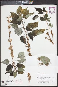 Boehmeria nivea image