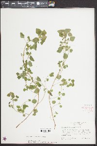 Parietaria floridana image