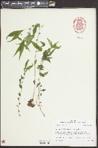 Parietaria pensylvanica image