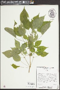 Image Associated With the Occurence