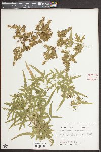 Lygodium japonicum image