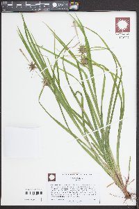 Carex grayi image