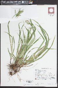 Carex oxylepis image