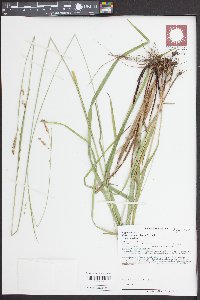 Carex oxylepis var. oxylepis image