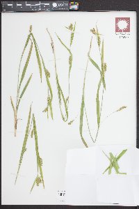 Carex grisea image