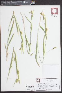 Carex grisea image