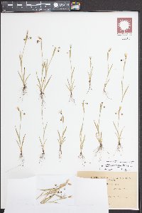 Sisyrinchium rosulatum image