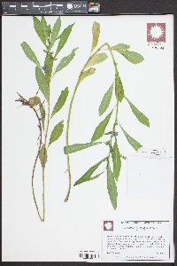 Hydrolea quadrivalvis image