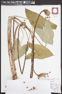 Peltandra sagittifolia image