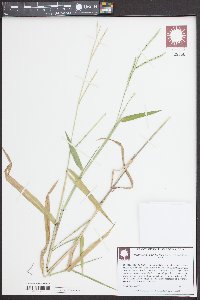 Urochloa platyphylla image