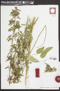 Desmodium illinoense image