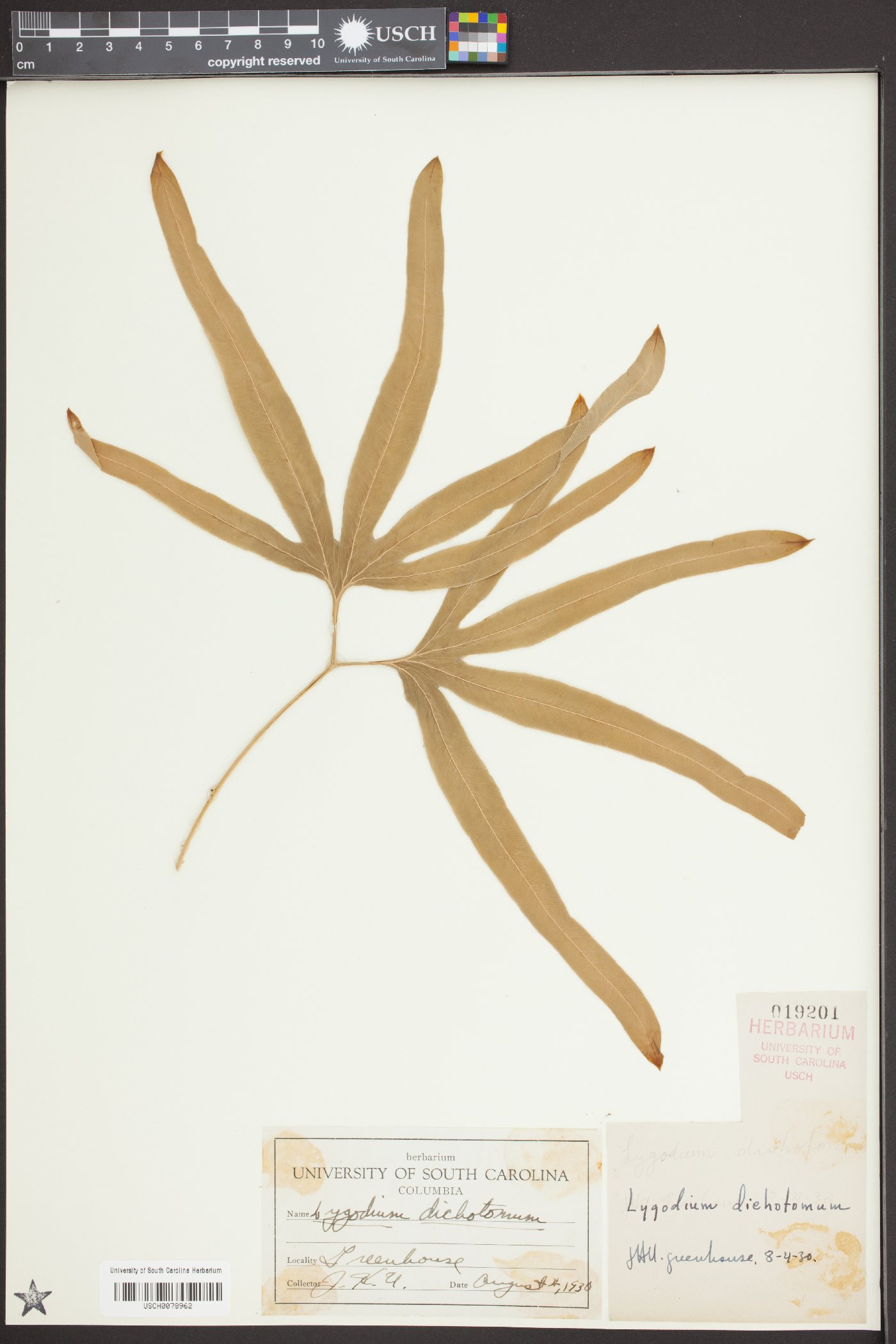 Lygodium dichotomum image
