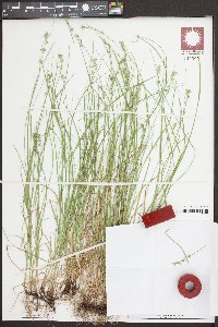 Carex socialis image