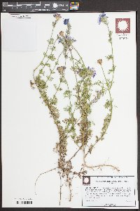 Glandularia aristigera image