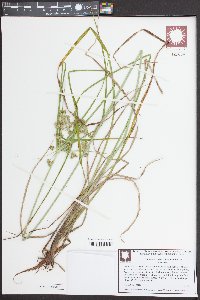 Cyperus pseudovegetus image