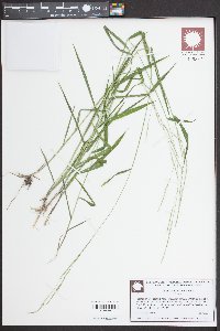 Leersia virginica image