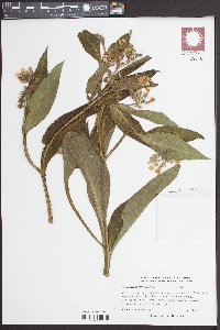 Symphytum officinale image