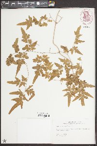 Lygodium japonicum image