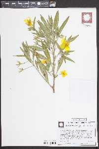 Ludwigia hexapetala image