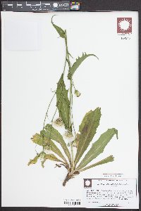 Hypochaeris chillensis image