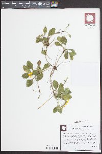 Chrysogonum repens image