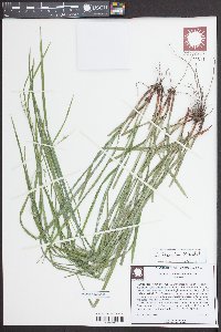 Scleria triglomerata image