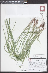Scleria triglomerata image