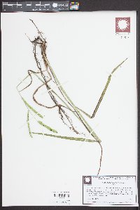 Paspalum dilatatum image