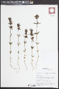 Rhinanthus minor image