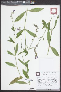 Physostegia leptophylla image