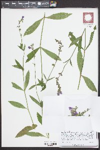 Physostegia leptophylla image