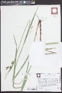 Scleria triglomerata image