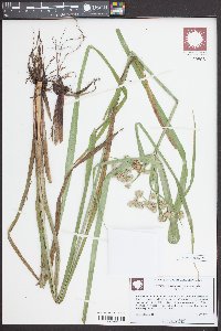 Cyperus drummondii image