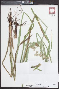 Cyperus drummondii image