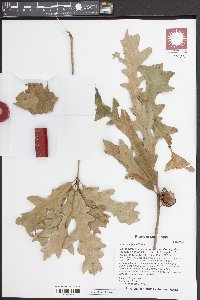 Quercus lyrata image