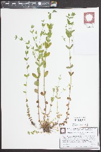 Hypericum mutilum var. latisepalum image