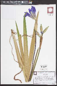 Iris virginica image