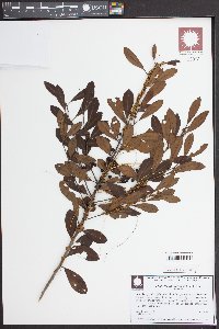 Cuscuta gronovii image