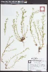 Polypremum procumbens image