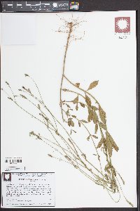 Verbena montevidensis image