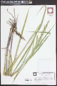 Paspalum urvillei image