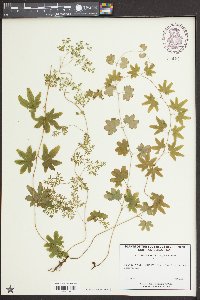 Lygodium palmatum image