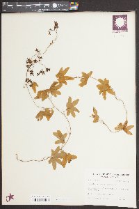 Lygodium palmatum image